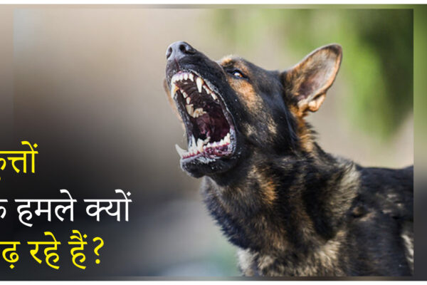 Stray dog attacks increasing in Rajasthan during breeding season and whelping season – reasons and solutions