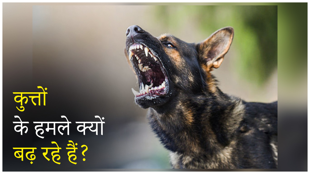 Stray dog attacks increasing in Rajasthan during breeding season and whelping season – reasons and solutions