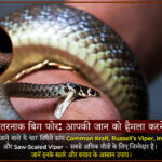 Big Four snakes in India, Dangerous Venomous Snakes, Snake Bite Awareness, India Snake Safety